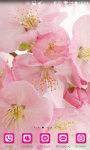 Blossom Sakura Wallpaper HD screenshot 5/5