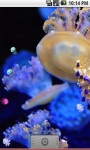 Beautiful Jelly Fish Live Wallpaper screenshot 1/5