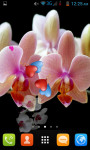 Orchid Live Wallpaper Best screenshot 2/4