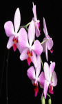 Orchid Live Wallpaper Best screenshot 3/4