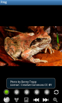 Funny Frogs : Loving Animals screenshot 2/6
