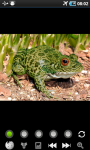Funny Frogs : Loving Animals screenshot 4/6