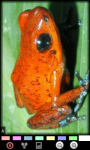 Funny Frogs : Loving Animals screenshot 6/6