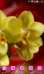 Orchid Flower Wallpaper HD screenshot 4/5