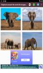 Elephant around the world 4k images and background screenshot 1/6