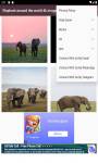Elephant around the world 4k images and background screenshot 2/6