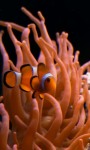 Real Clownfish in tropical aquarium screenshot 2/4