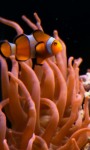 Real Clownfish in tropical aquarium screenshot 4/4