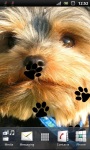 Cute Terrier Puppy Live Wallpaper screenshot 1/3