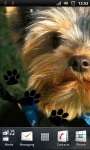 Cute Terrier Puppy Live Wallpaper screenshot 2/3