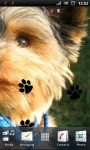 Cute Terrier Puppy Live Wallpaper screenshot 3/3