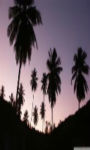 Amazing Twilight palms Wallpaper HD screenshot 1/3