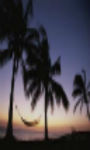 Amazing Twilight palms Wallpaper HD screenshot 2/3