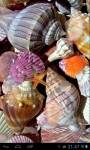 Sea Shells  Wallpapers screenshot 2/4