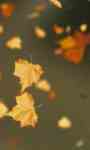 Autumn Leaves Video Wallpaper screenshot 1/3