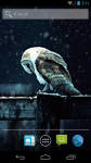 Snow Owl Live Wallpaper HD screenshot 1/2