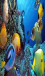 Aquarium Live Wallpaper Frames screenshot 3/5