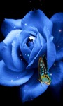 Blue Butterfly Rose Live Wallpaper screenshot 1/3
