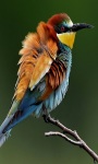 Beautiful Birds Puzzles screenshot 2/4