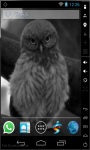 Funny Owl LWP screenshot 1/3