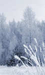 Frosty forest Wallpaper HD screenshot 2/3