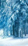 Frosty forest Wallpaper HD screenshot 3/3