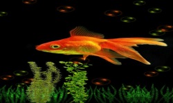 Fish Beauty Live Wallpaper screenshot 2/3