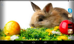 Easter Bunny Live screenshot 3/4