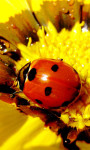 Ladybug Lucky Charm Water LWP screenshot 3/3