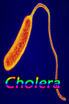 Cholera screenshot 1/3