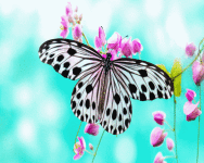 Beauty Butterfly Wallpaper screenshot 4/6