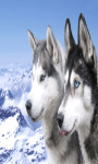 Siberian Husky Live Wallpaper Free screenshot 2/4