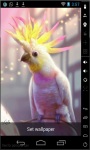 Crested Parrot Live Wallpaper screenshot 2/2