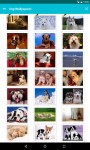 Dog Wallpapers Android 3x screenshot 1/6