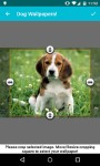 Dog Wallpapers Android 3x screenshot 6/6
