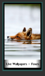 Live Wallpapers – Foxes screenshot 1/6