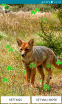 Live Wallpapers – Foxes screenshot 4/6