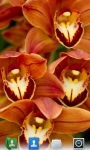 Orchids Live  Wallpaper screenshot 1/5