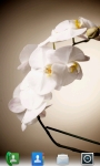 Orchids Live  Wallpaper screenshot 2/5