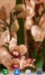 Orchids Live  Wallpaper screenshot 3/5