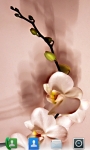 Orchids Live  Wallpaper screenshot 4/5