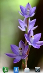 Orchids Live  Wallpaper screenshot 5/5