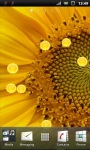 Beautiful Sunflower Live Wallpaper screenshot 1/3