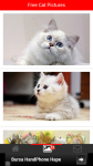 Free Cat Pictures screenshot 2/6
