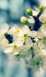 Beautiful Flowers images HD Wallpaper screenshot 4/6
