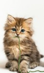 Picture of cute kittens ever HD Wallpaper screenshot 2/6