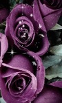 Purple Roses Lwp screenshot 2/3