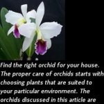 Orchid Home Care screenshot 2/2