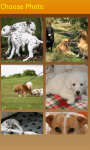 Doggies Slider Photo Puzzle screenshot 2/4