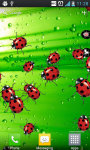 LadyBug Crusher Live Wallpaper screenshot 4/4